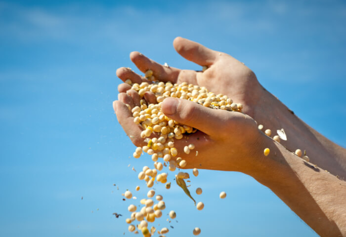 Soy and Cancer: Myths and Misconceptions - American Institute for